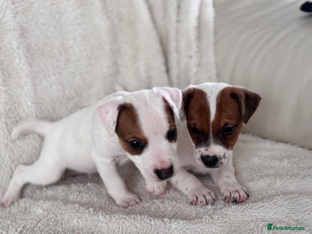 Jack Russell dogs for sale: Smooth coated tan and white jack russels  - Image 7