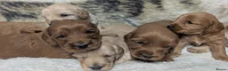 Cockapoo dogs for sale: Quality, DNA Health Clear F1 Cockapoo puppies - Advert 5