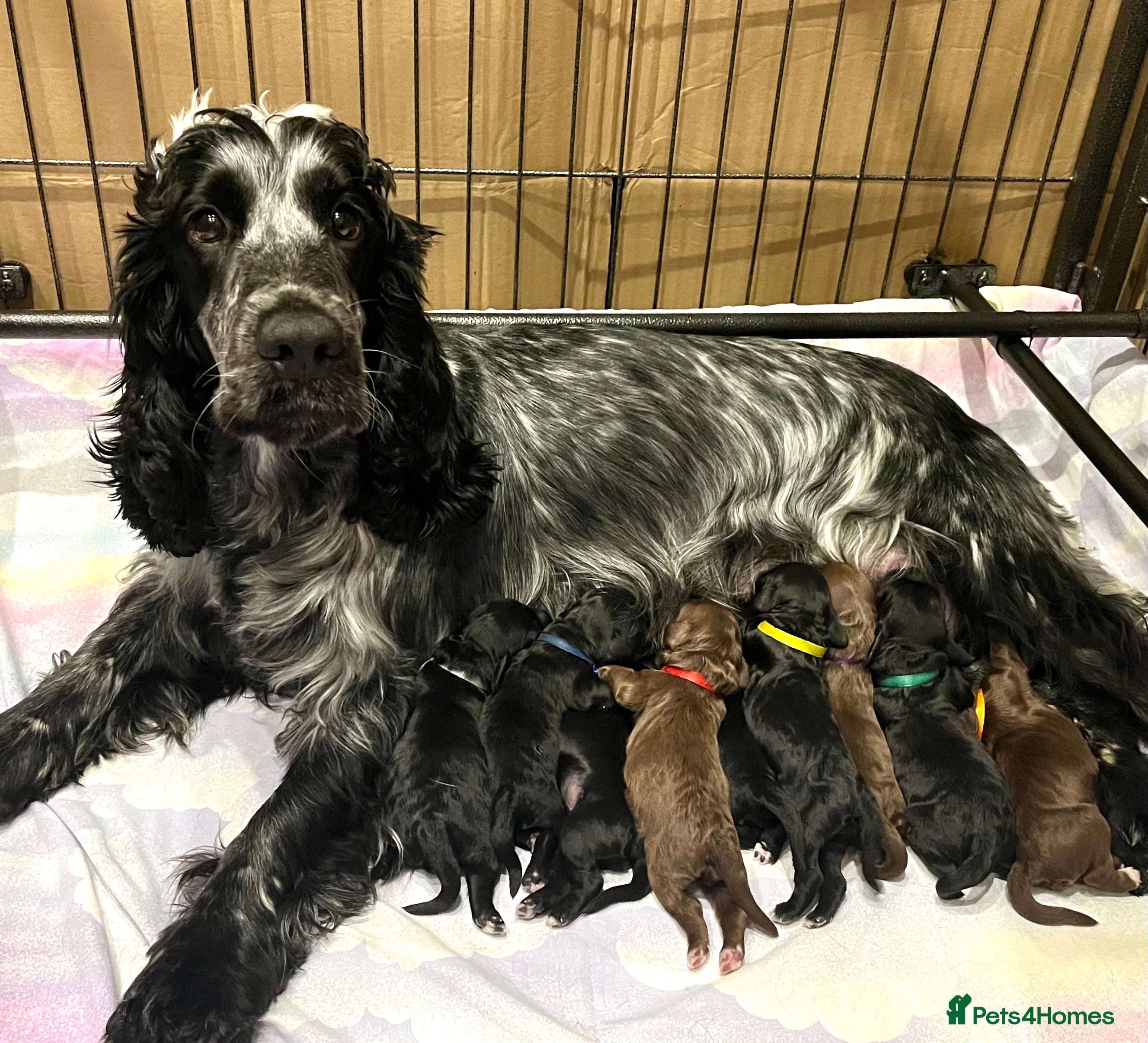 Cockapoo dogs 🌟RARE Platinum Grey/Chocolate DNA✅ Mini Cockapoos - Advert 4