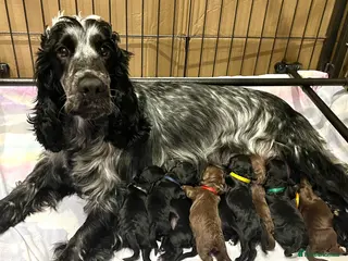 Cockapoo dogs 🌟RARE Platinum Grey/Chocolate DNA✅ Mini Cockapoos - Advert 11