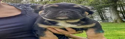 French Bulldog dogs for sale: Ready NOW Adorable Fluffy French Bulldog Puppies - Advert 36