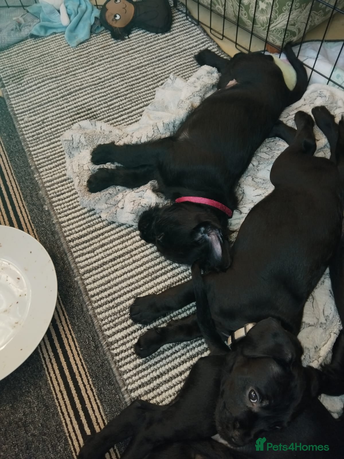 Mixed Breed dogs Miniature Poodle cross french bulldog puppies  - Advert 9