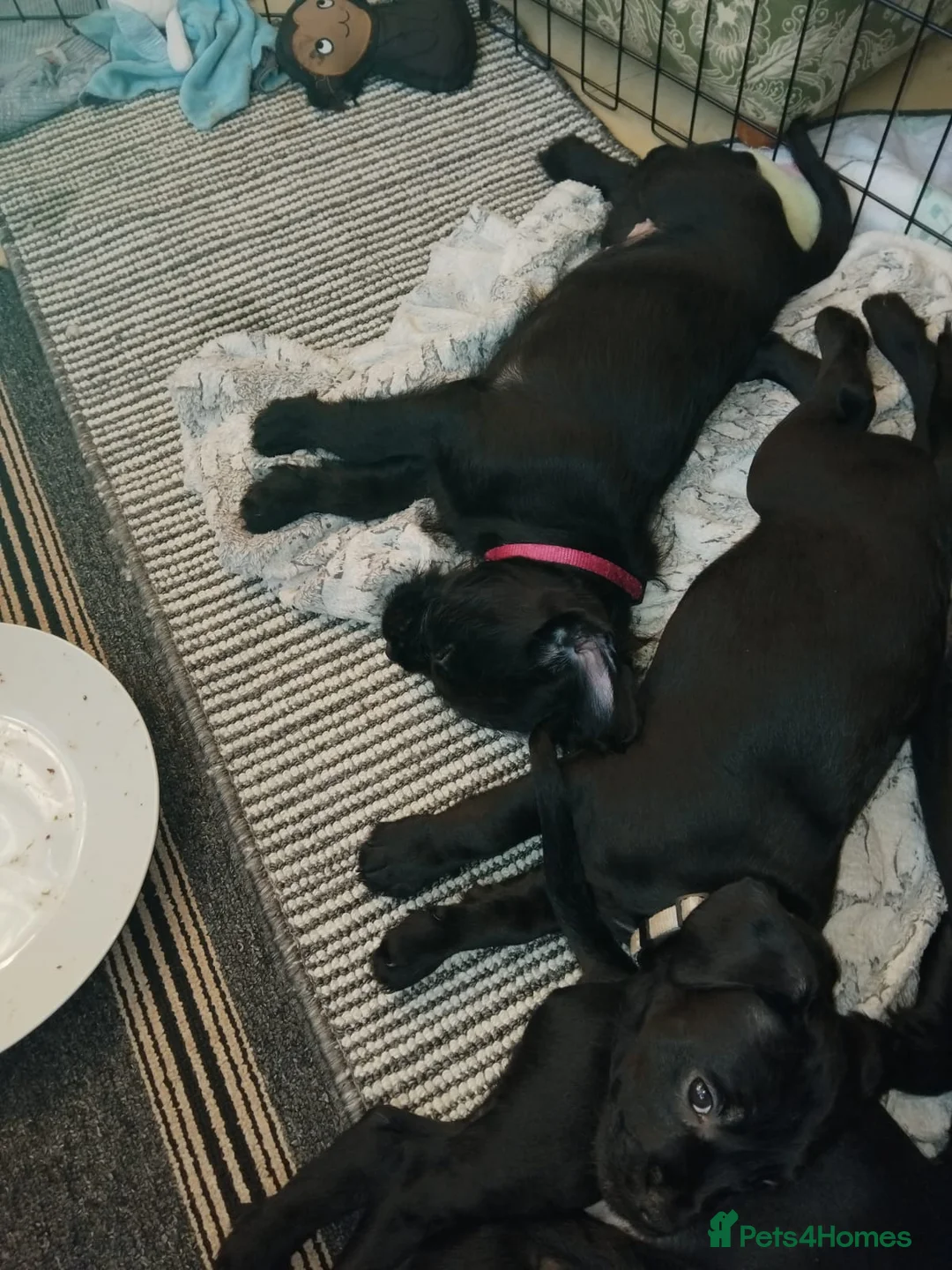 Mixed Breed dogs for sale: Miniature Poodle cross french bulldog puppies  - Advert 14