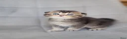 Scottish Fold cats for sale: Beautiful and healthy Scottish fold kittens - Advert 11