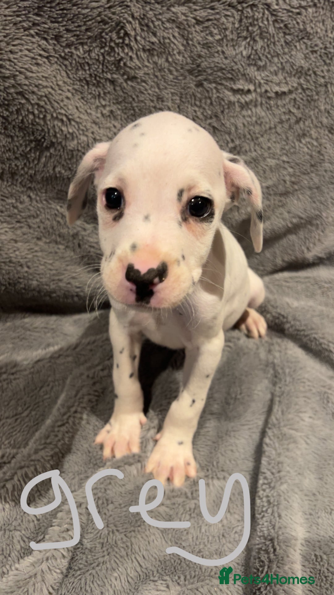 Mixed Breed dogs for sale: Dalmatianxboxer puppies  - Image 10
