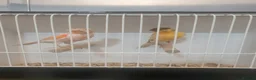 Mixed Breed birds for sale:  canary and linnet - Advert 9