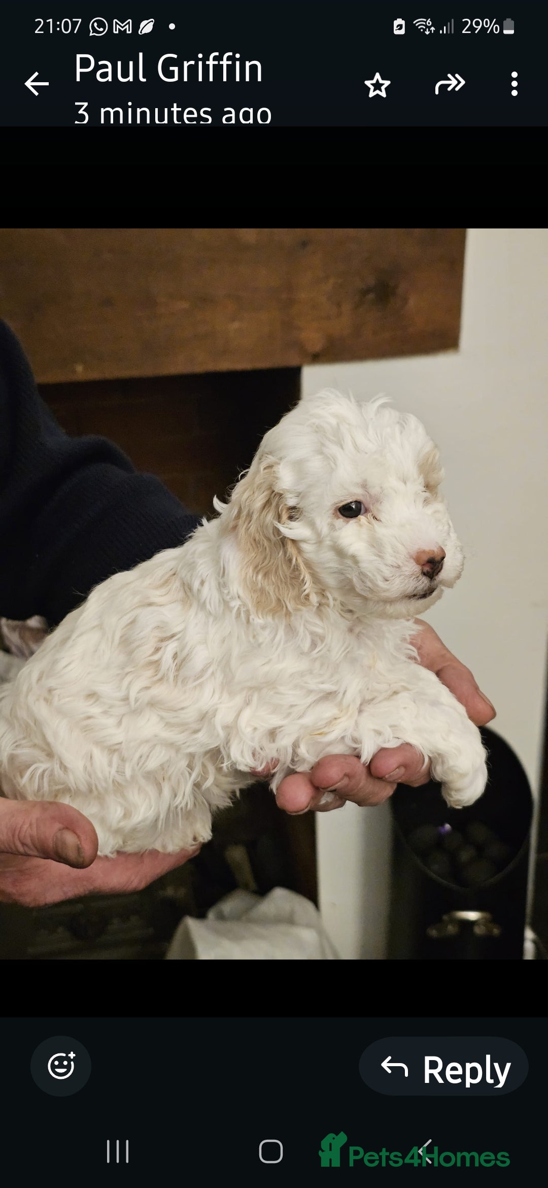 Cockapoo dogs for sale: 1 beautiful cockapoo girl - Image 13