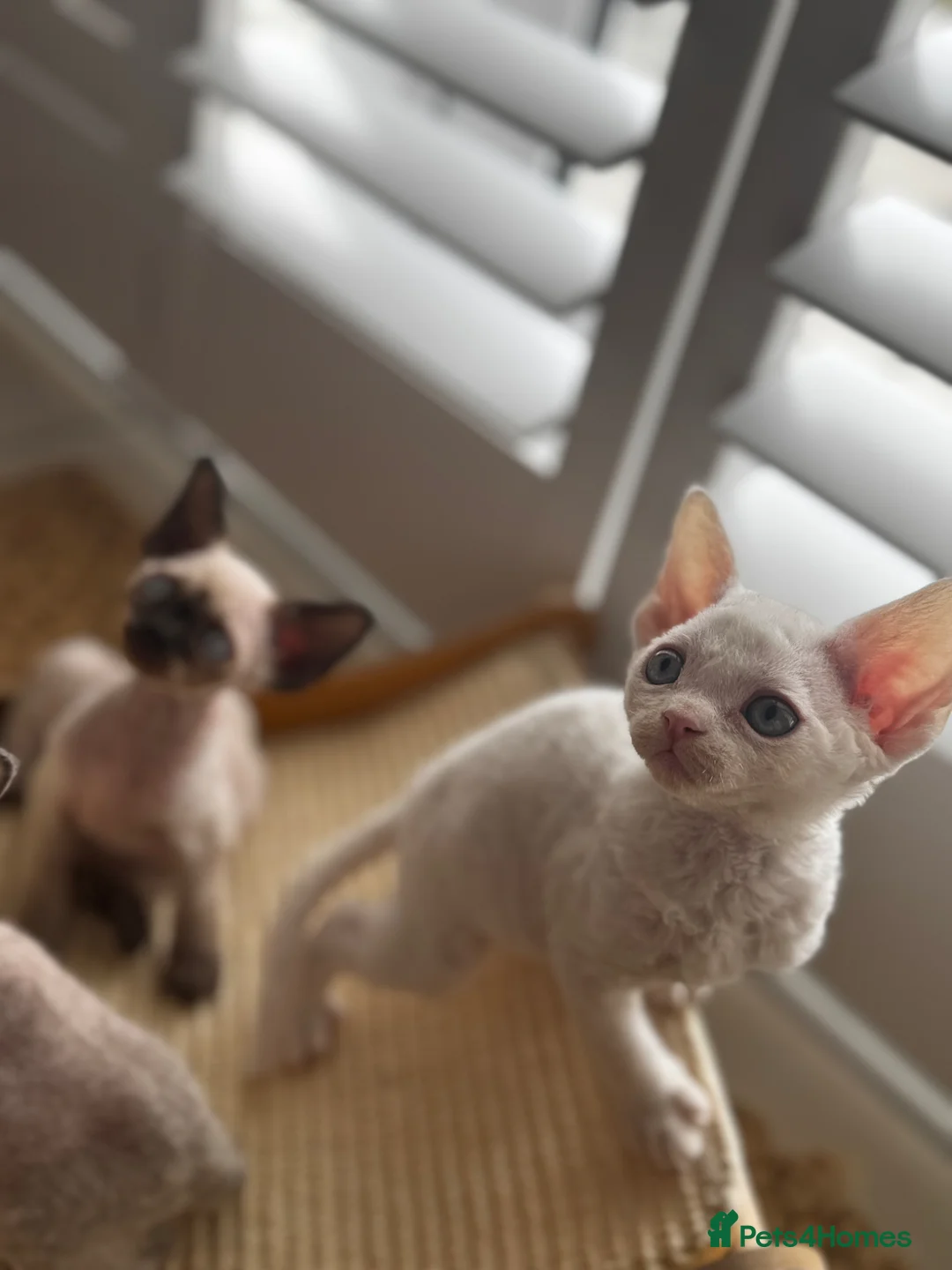 Devon Rex cats for sale: Exceptional FIFe Devon Rex Kittens 2 left only  - Advert 2