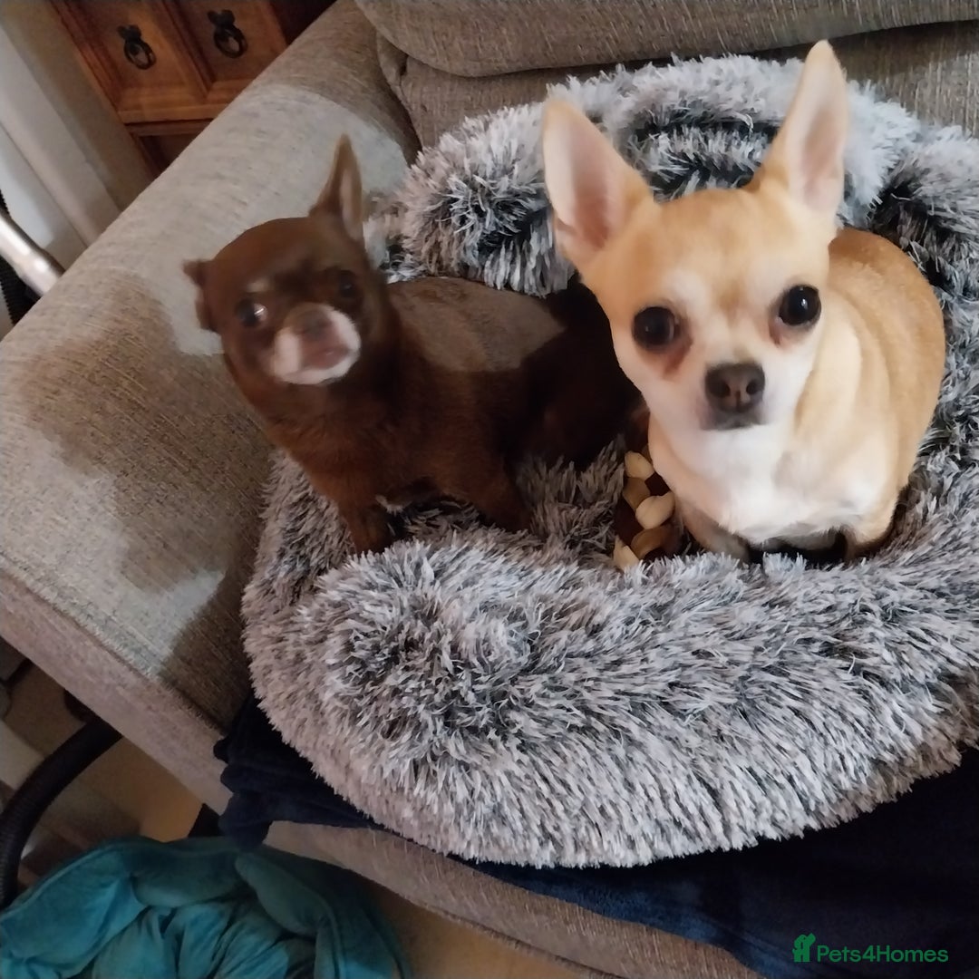 Chihuahua dogs for sale: Chihuahua puppies  - Advert 12