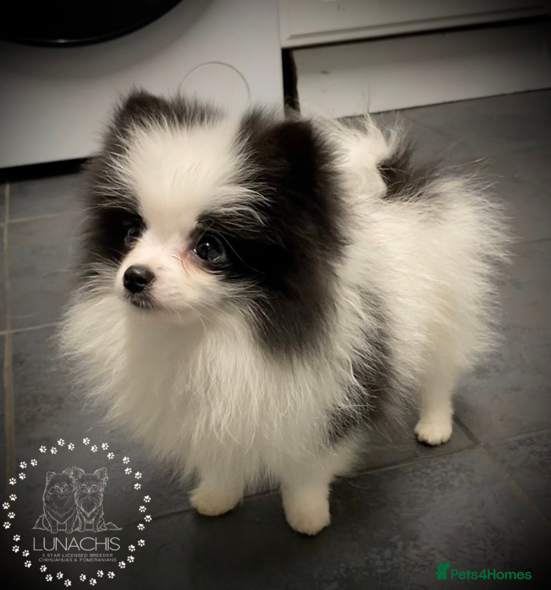Pomeranian dogs for sale: Stunning Pomeranian puppies - Advert 16