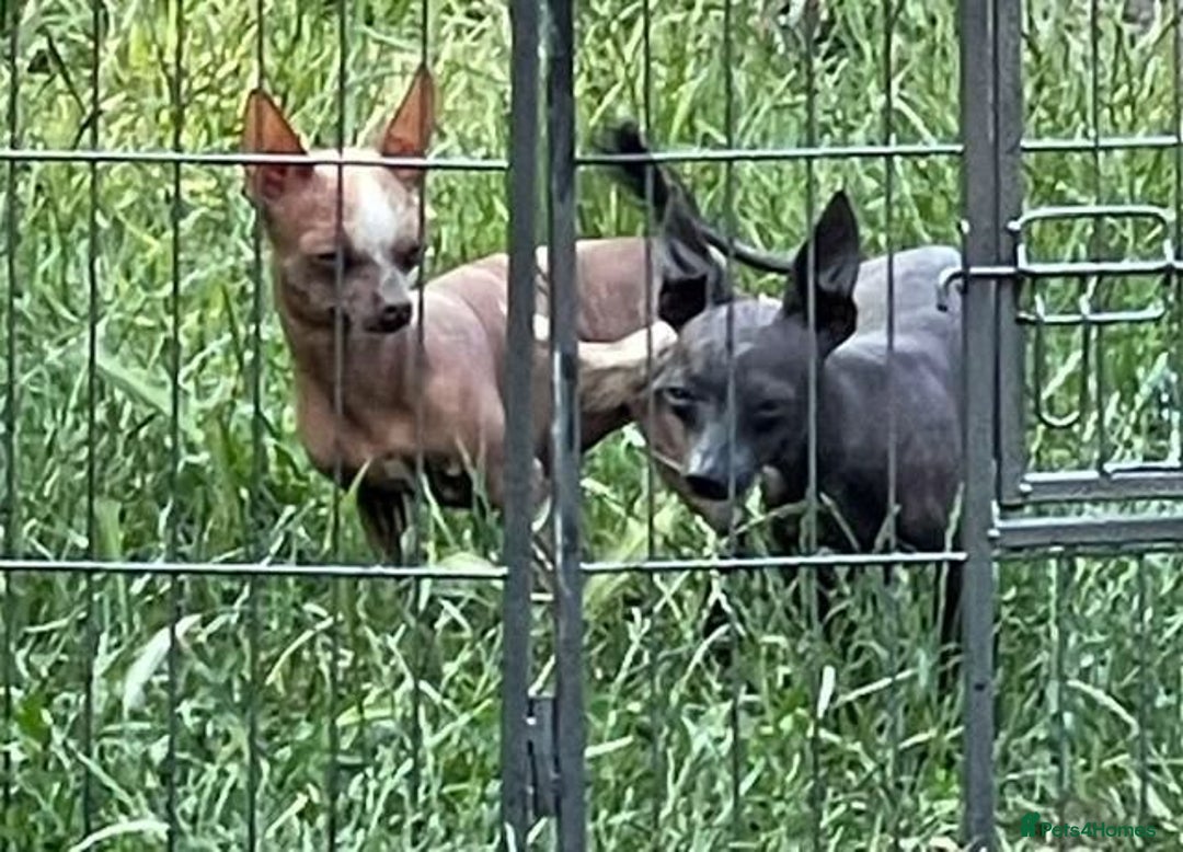 Chinese Crested dogs for sale: Kind home for Mini Chinese Crested Boy - Advert 3