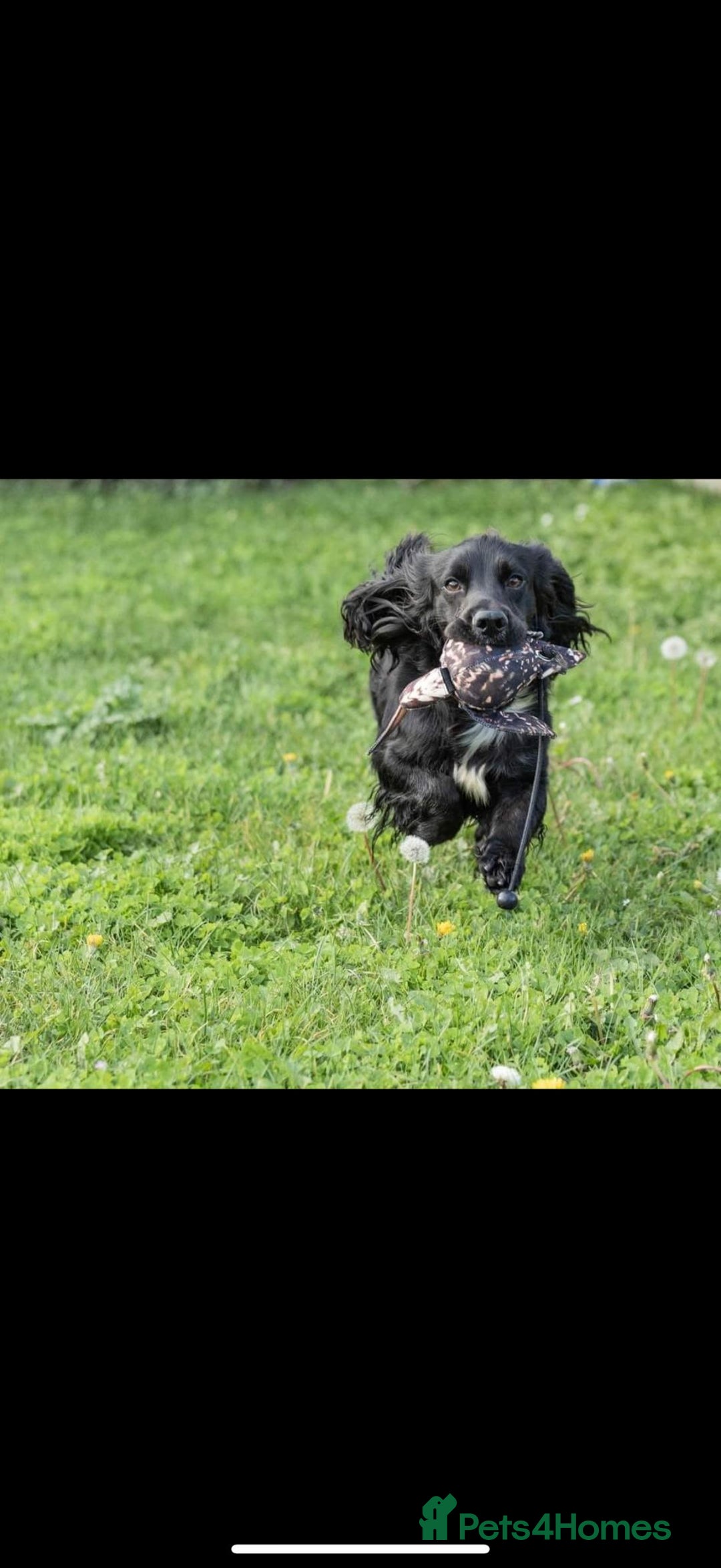 Cocker Spaniel dogs for sale: Working Cocker spaniel puppies  - Image 10