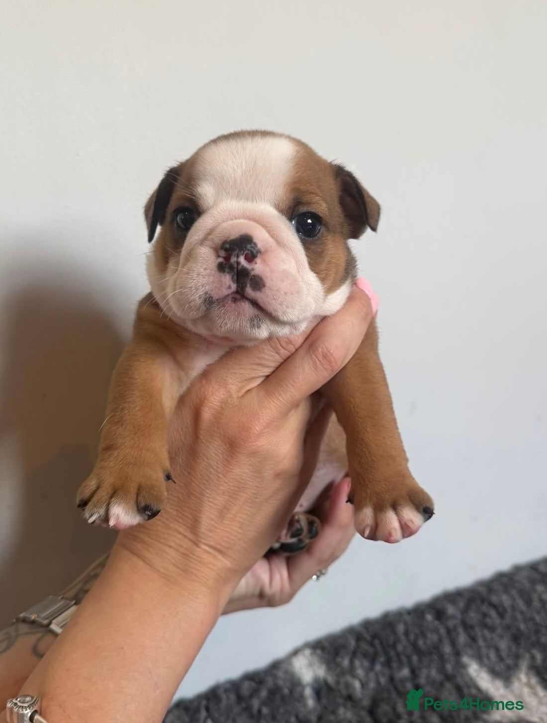 English Bulldog dogs Health tested Kc traditional red & white bulldogs - Advert 2