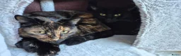Mixed Breed cats for sale: 5 female cats for sale - Advert 8