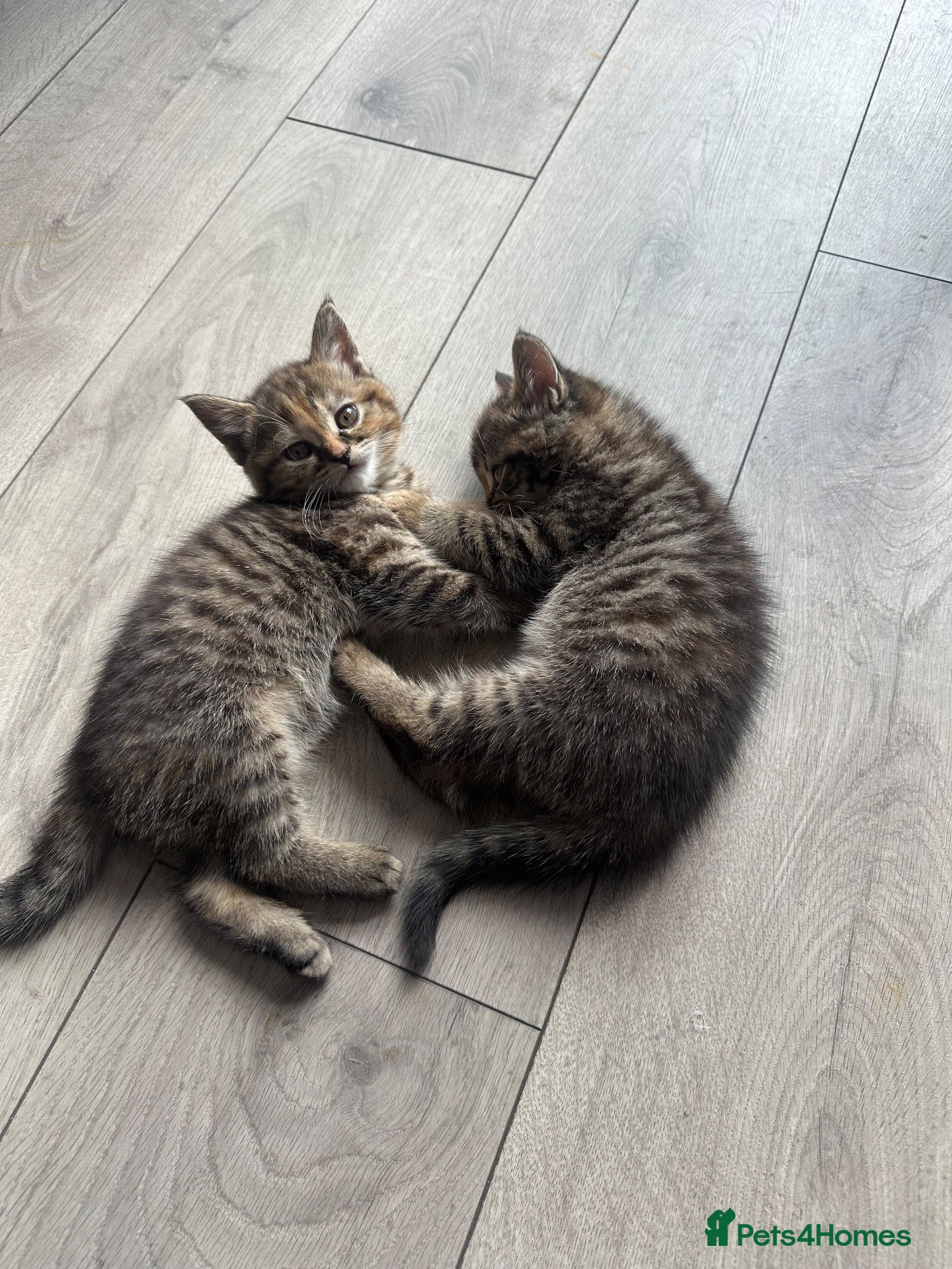 Mixed Breed cats British short hair mix 1 girl *remaining* - Advert 1