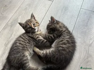 Mixed Breed cats British short hair mix 1 girl *remaining* - Advert 5