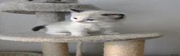 Ragdoll cats for sale: Ragdoll Kittens: Seal Point, Blue & Bicolour - Advert 5