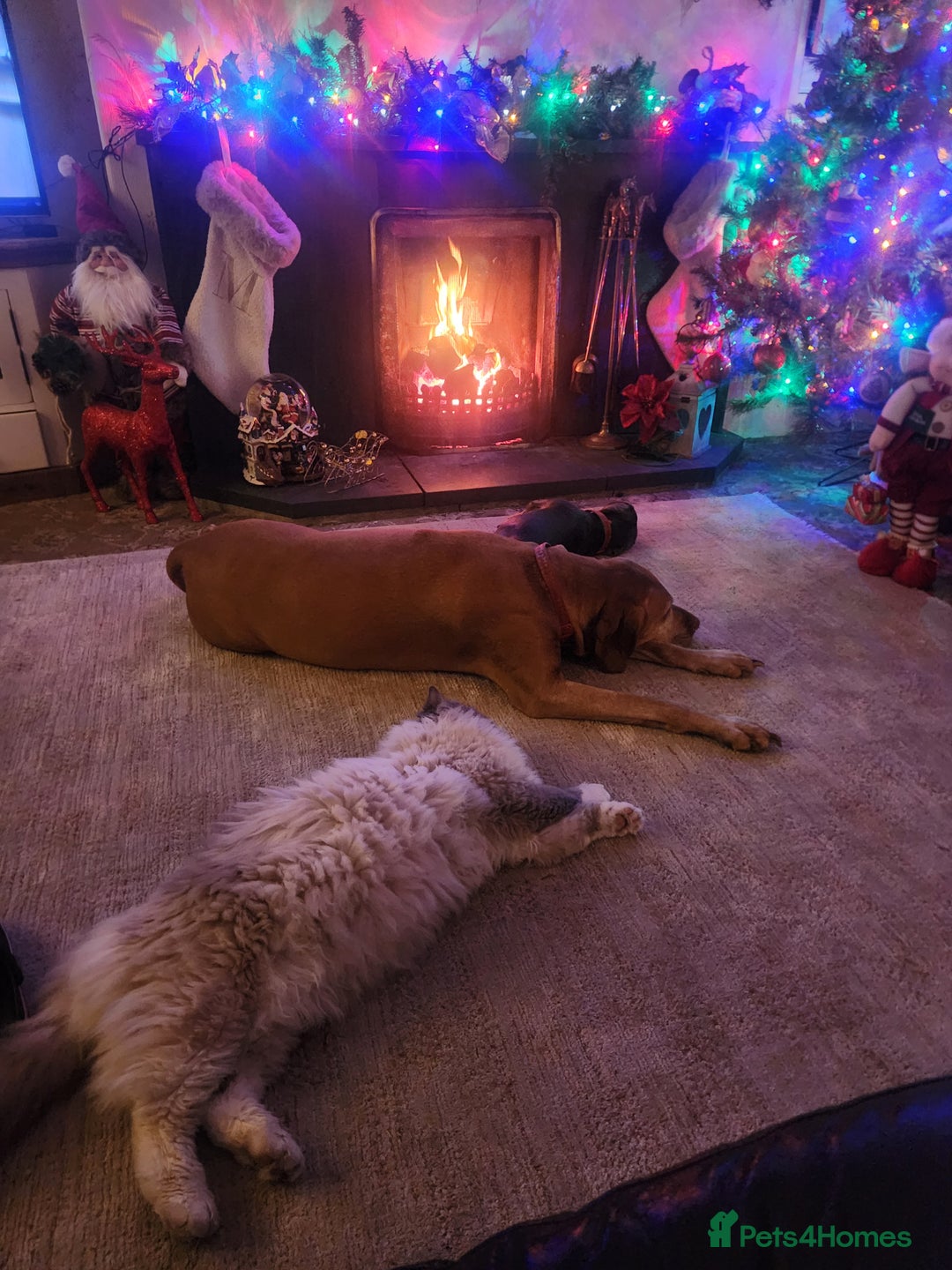 Ragdoll cats for stud: Beautiful ragdoll available for stud duties in Poulton-le-Fylde - Advert 2