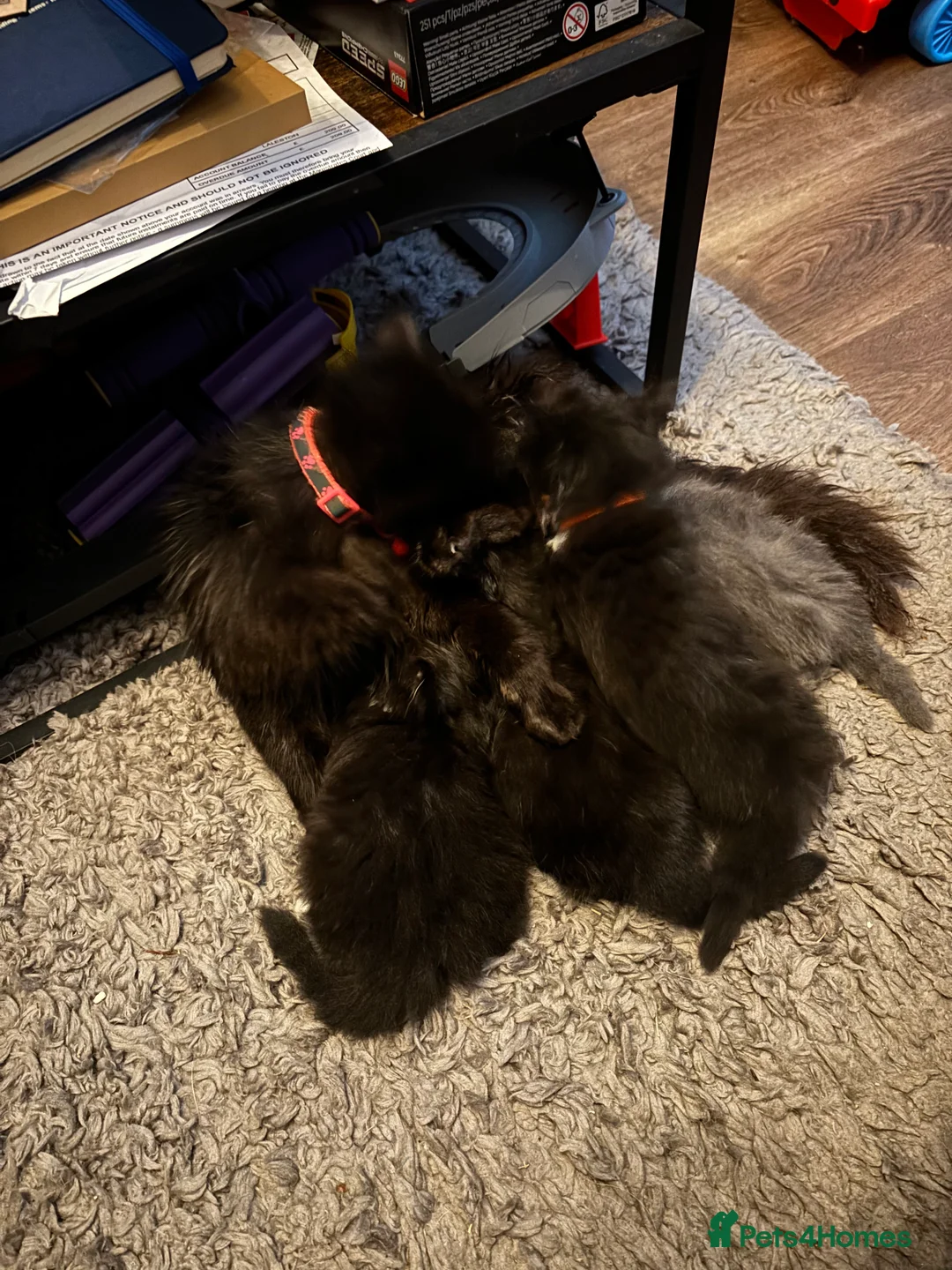 British Longhair cats for sale: Fluffy kittens for sale  - Advert 2