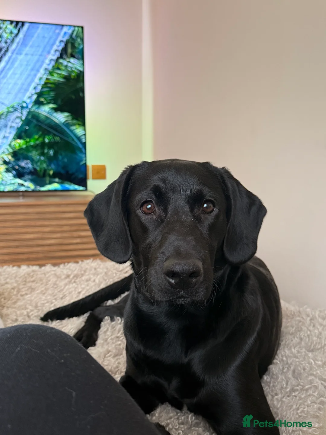 Labradoodle dogs for sale: Nero the Labradoodle  - Advert 1