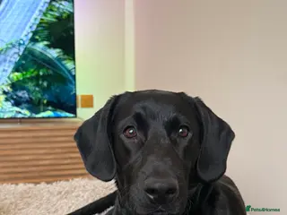 Labradoodle dogs Nero the Labradoodle - Advert 2