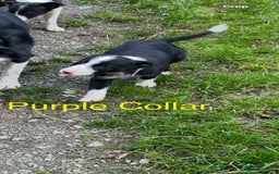 Border Collie dogs for sale: Gorgeous Border Collie pups - Image 22