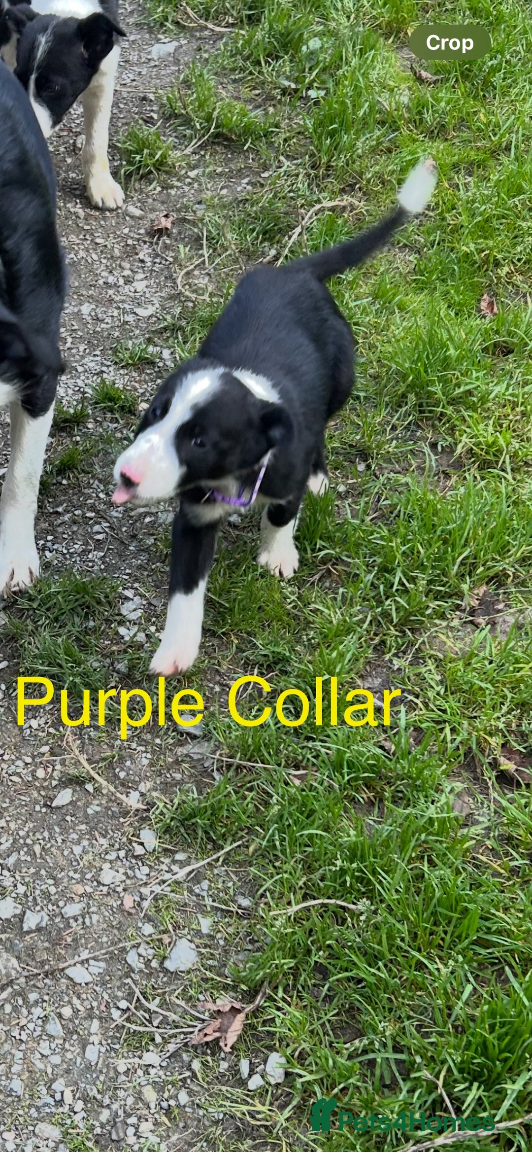 Border Collie dogs for sale: Gorgeous Border Collie pups - Image 22