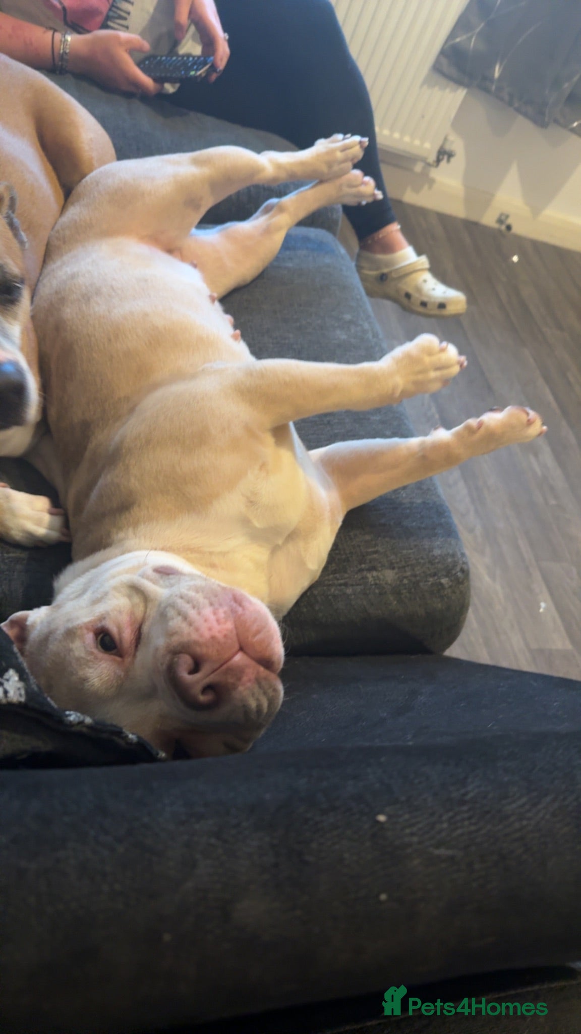 American Bully dogs Kiara - Advert 3
