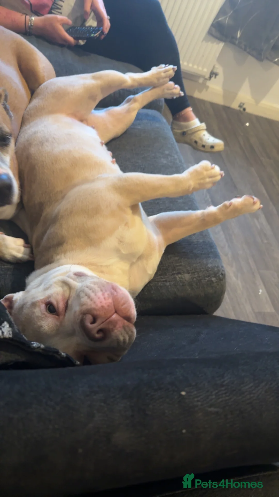 American Bully dogs for sale: Kiara - Advert 1