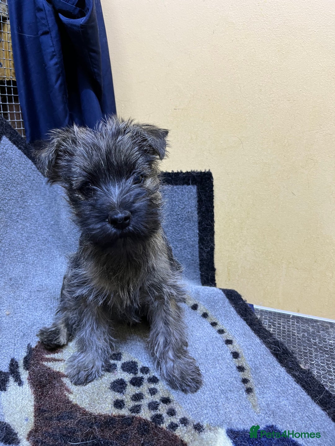 Cairn Terrier dogs for sale: Adorable Cairn Terrier Puppies - Image 11