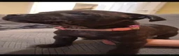 Staffordshire Bull Terrier dogs for sale: Staff puppies  - Advert 9