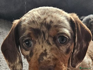 Miniature Dachshund dogs - Advert 6