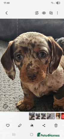 Miniature Dachshund dogs - Advert 10
