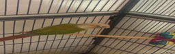 Parrots birds for sale: Sun conure in Colchester - Advert 3