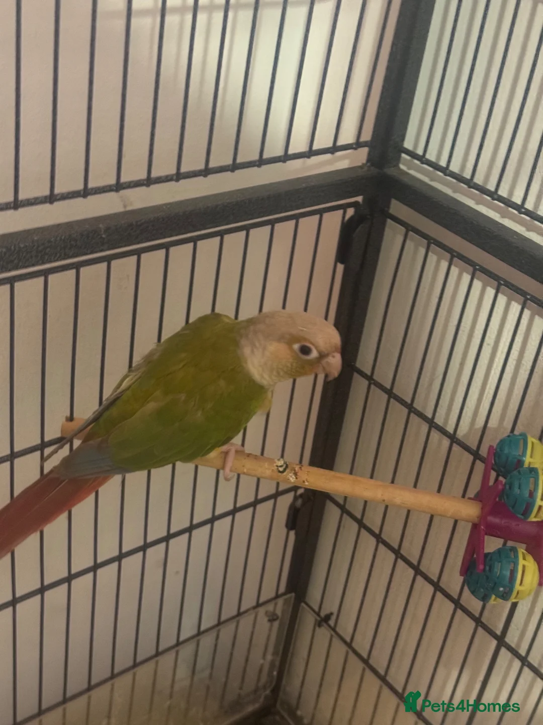 Parrots birds for sale: Sun conure in Colchester - Advert 3