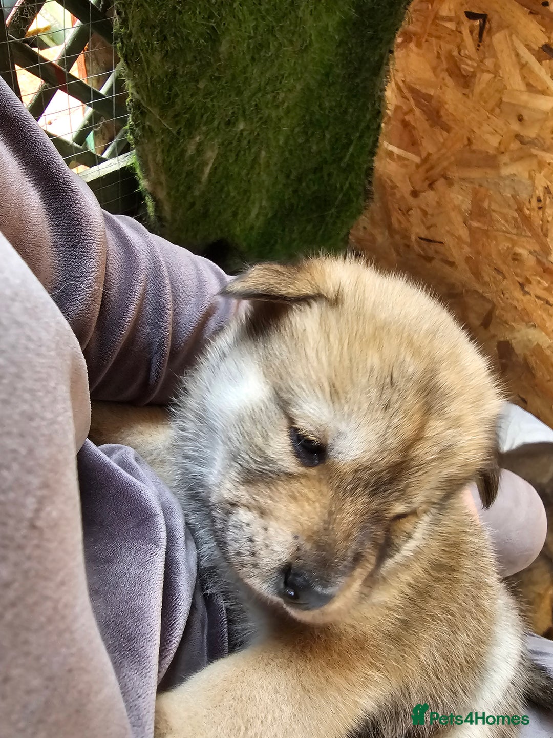 Mixed Breed dogs for sale: Chowsky puppies  chow chow  - Image 7