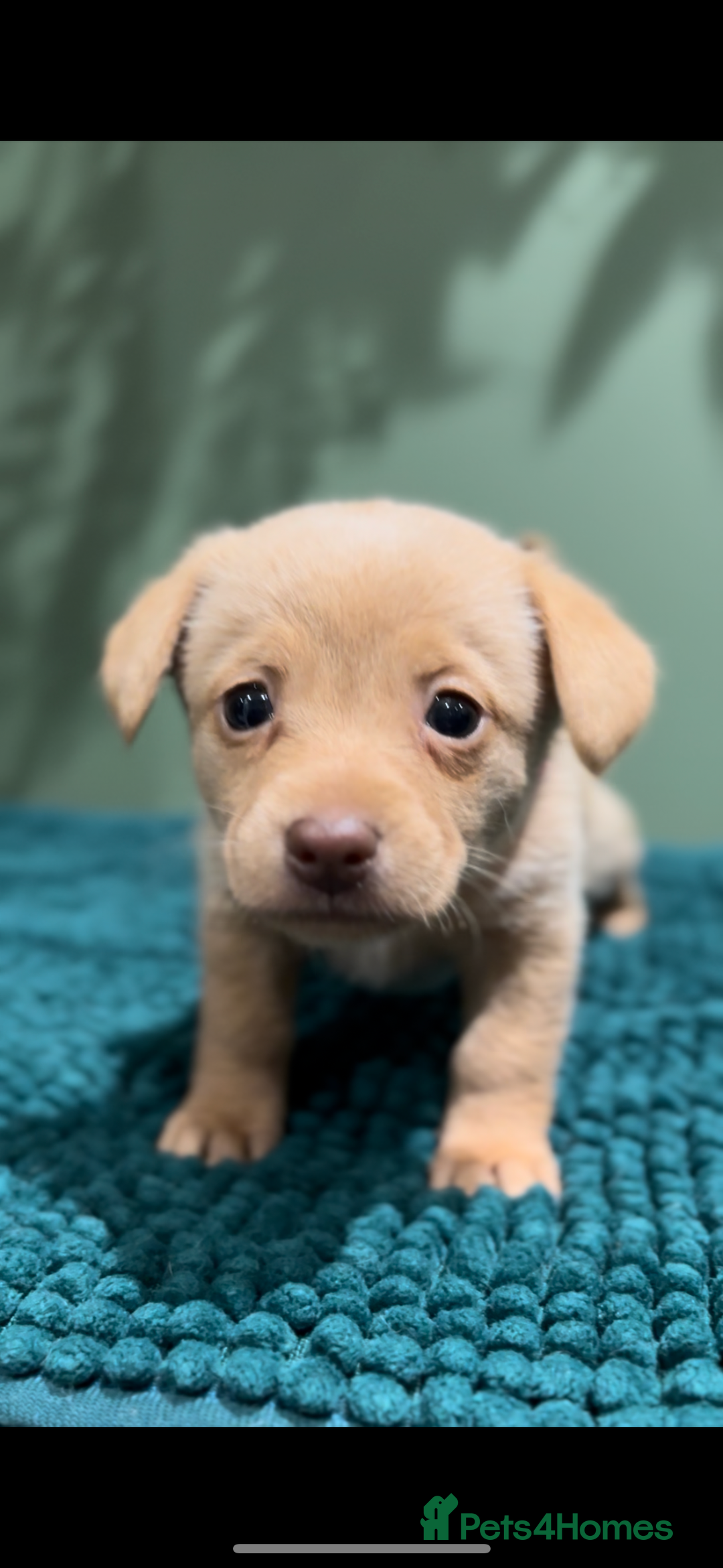 Mixed Breed dogs for sale: 🌟 Beautiful Cream Pomweenie Puppies Available 🌟 - Advert 7