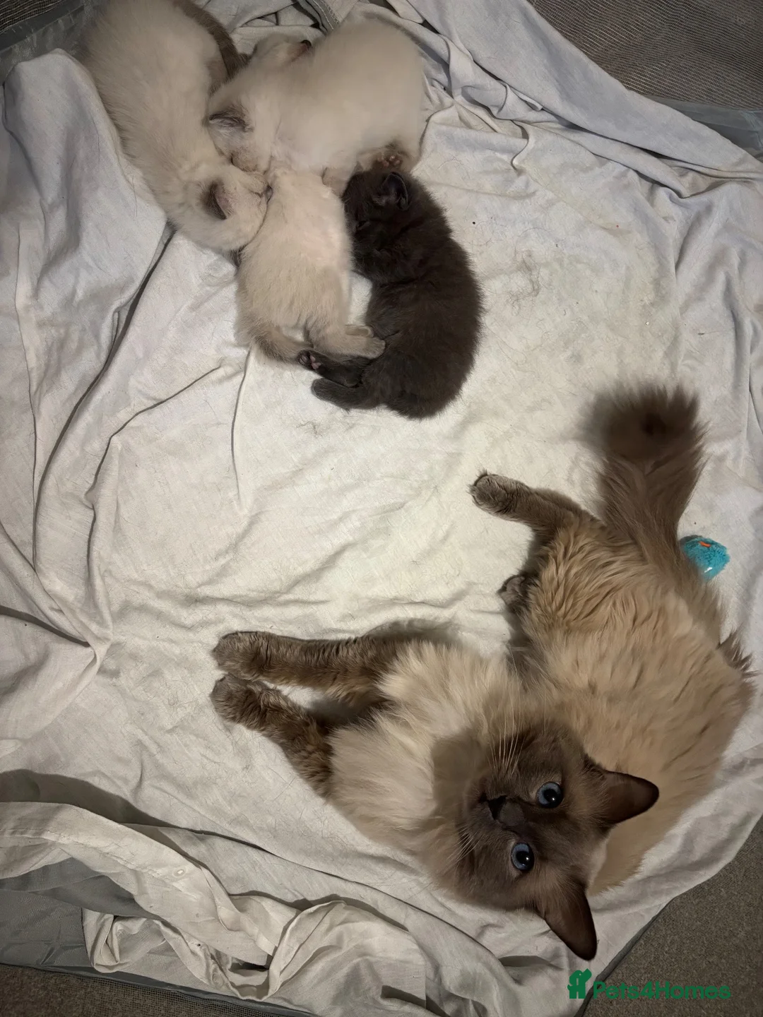 Mixed Breed cats for sale: RagdollxRussian blue kittens and mum all for sale - Advert 2
