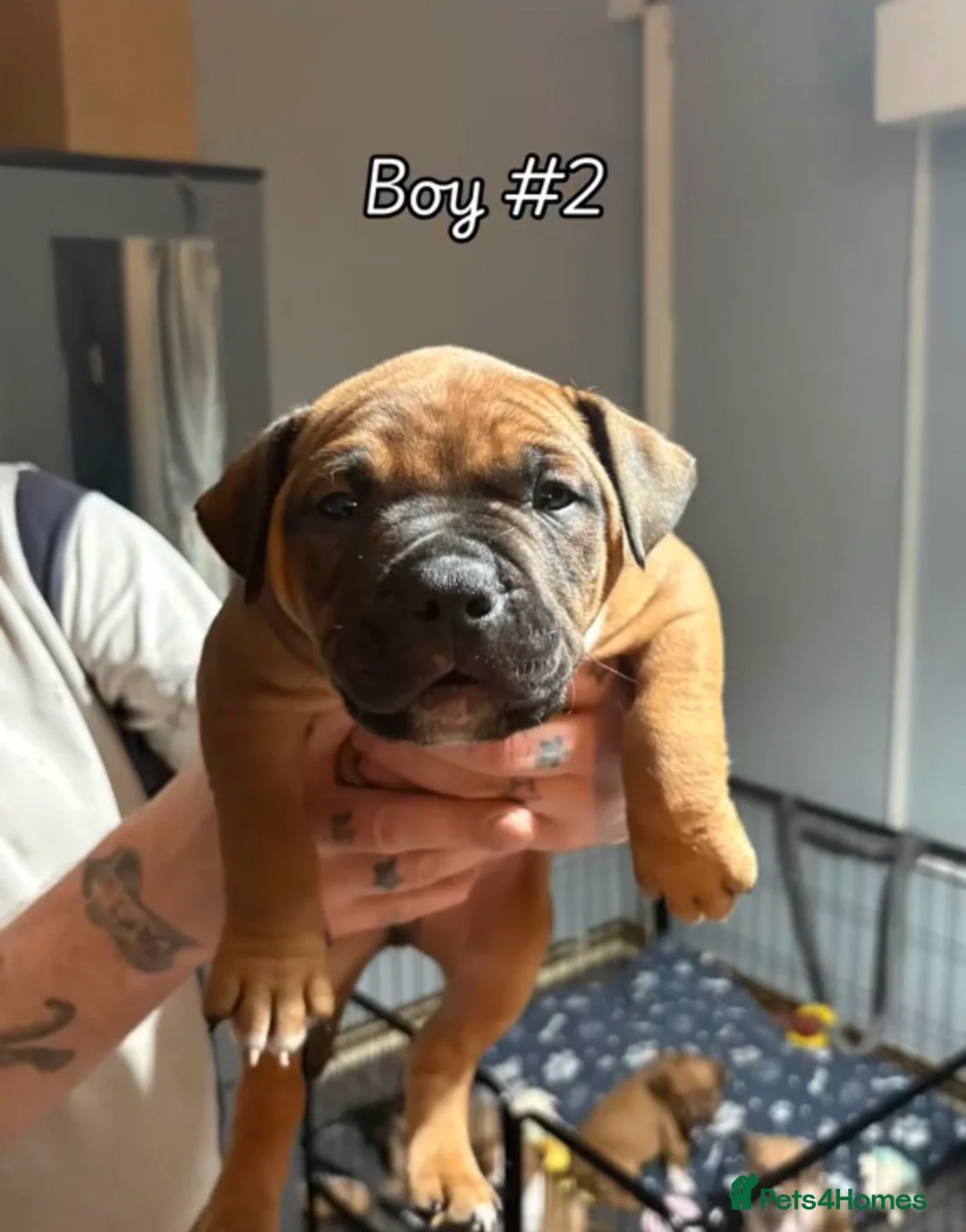 American Bull Staffy dogs for sale: Beautiful puppies for sale  in Coventry - Advert 6