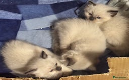 Ragdoll cats for sale: Adorable Ragdoll kittens - Image 5
