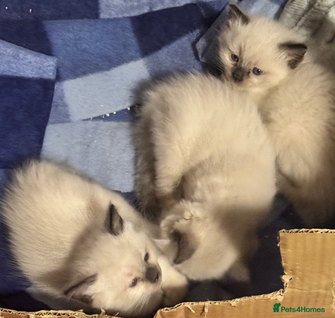 Ragdoll cats for sale: Adorable Ragdoll kittens - Image 5