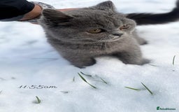 British Shorthair cats for sale: British shorthair female  - Image 5