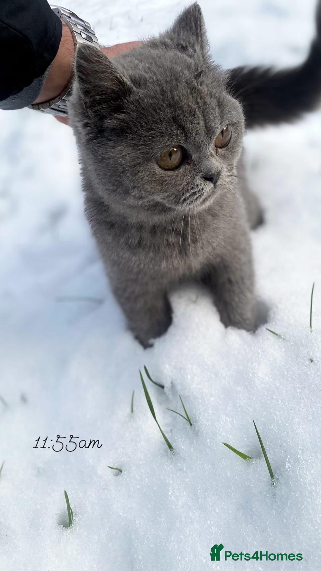British Shorthair cats for sale: British shorthair female  - Image 5