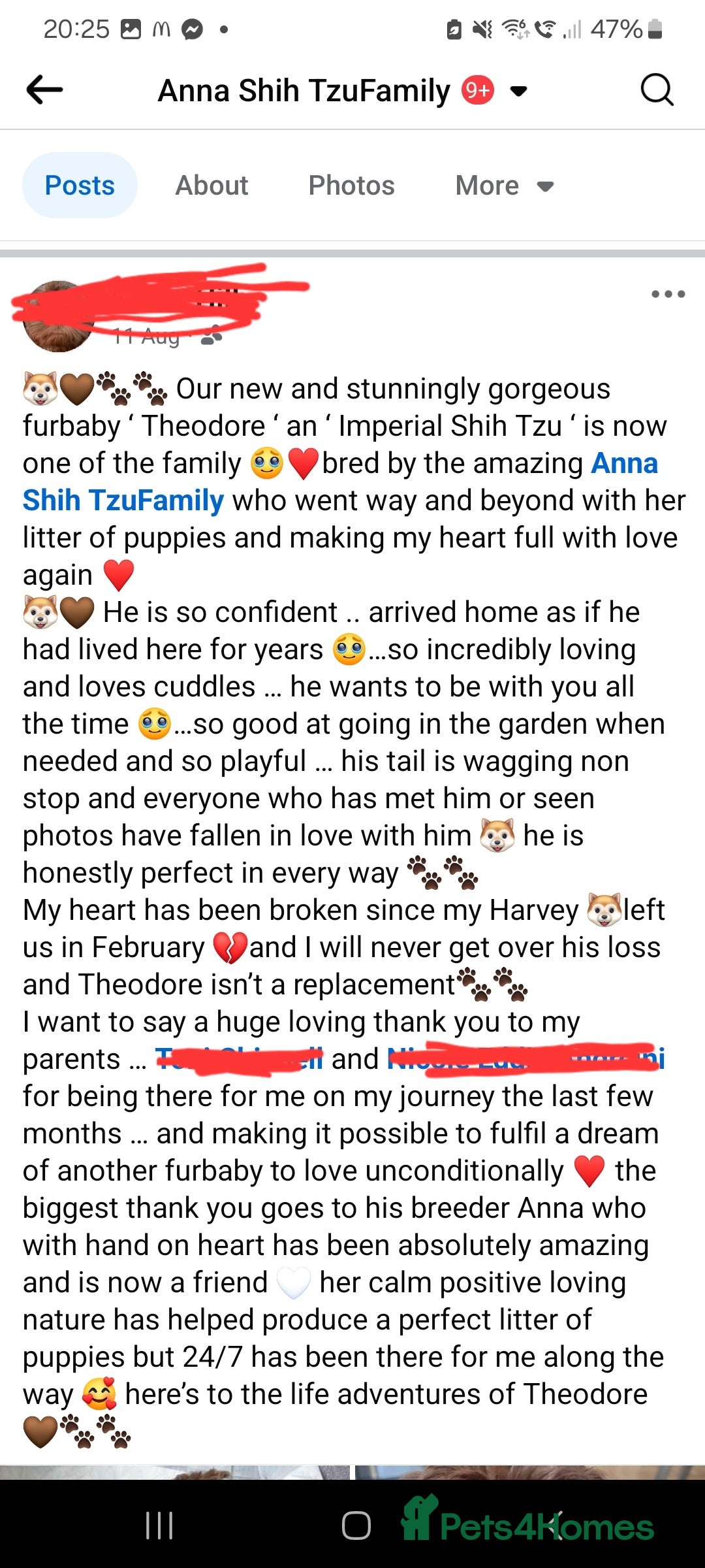 Shih Tzu dogs for sale: 4 Gorgeous Imperial Shih Tzu Boys - Advert 16