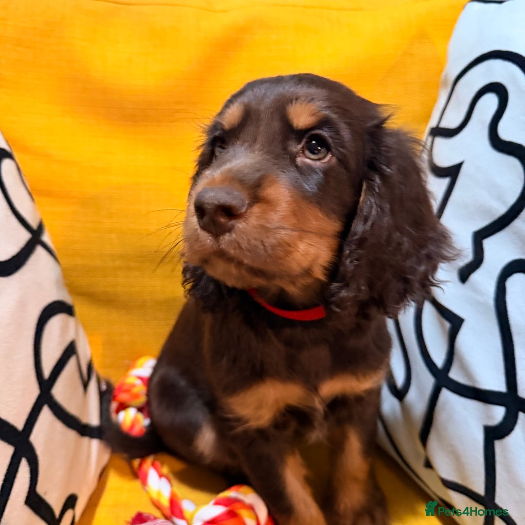 Cocker Spaniel dogs for sale: 7 Stunning Cocker Spaniel Puppies - Advert 16