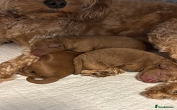 Cavapoo dogs for sale: Stunning fox red f1b Cavapoo puppies - Image 1
