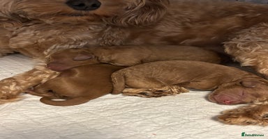 Cavapoo dogs - Advert 2