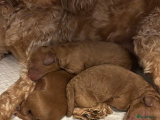 Cavapoo dogs Gorgeous red F1b Cavapoo puppies- ready 2/12/25 - Advert 12