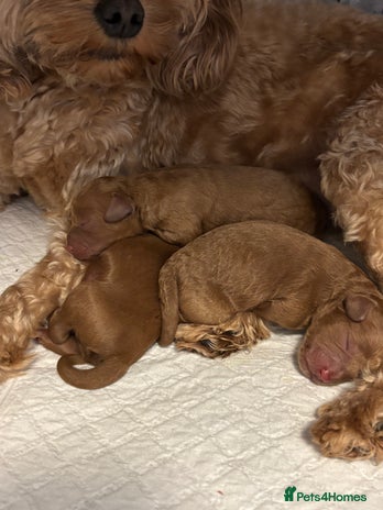 Cavapoo dogs Gorgeous red F1b Cavapoo puppies- ready 2/12/25 - Advert 11