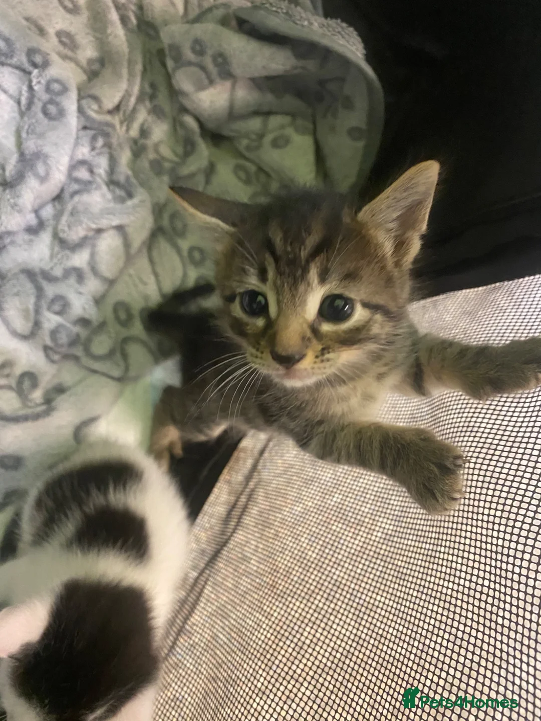 Mixed Breed cats for sale: Kittens - Advert 2